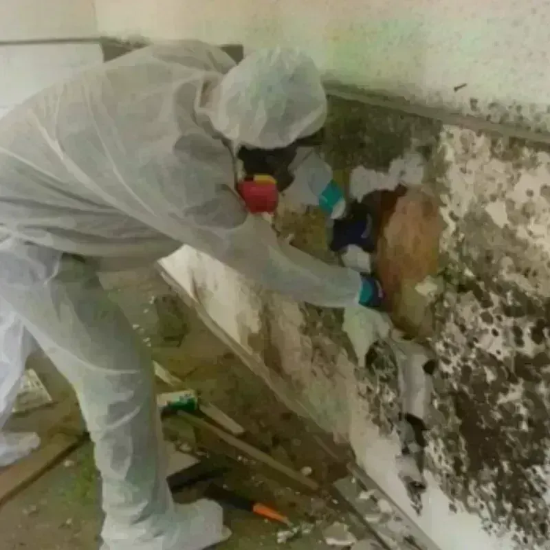 Mold Remediation and Removal in Auburn, IL